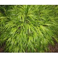 Aureola Japanese Forest Grass